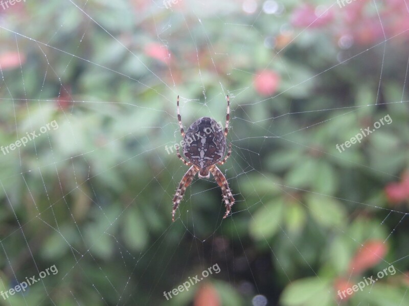 Spider Web Spider Web Nature Insect