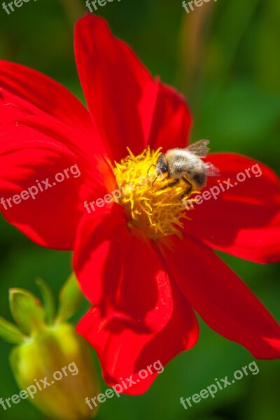 Flower Bumblebee Summer Closeup Insect