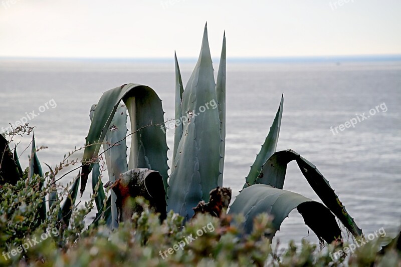 Sea Landscape Cactus Mediterranean Sea Aloe Vera