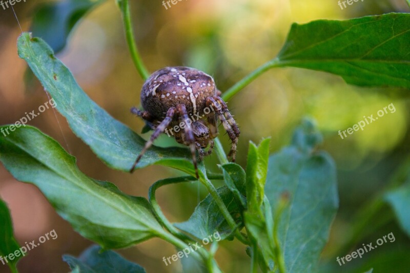 Araneus Insect Close Up Animal Free Photos