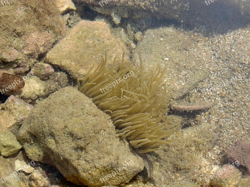 Water Sea Coral Plant Stones