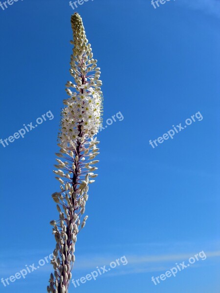 Plant Blossom Bloom Orchid Flower