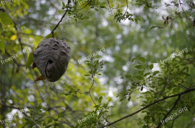 Nature Wasp Nest Nest Wasp Hive