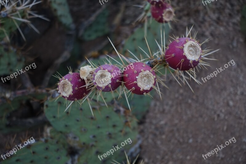 Cactus Bloom Desert Arizona Prickly