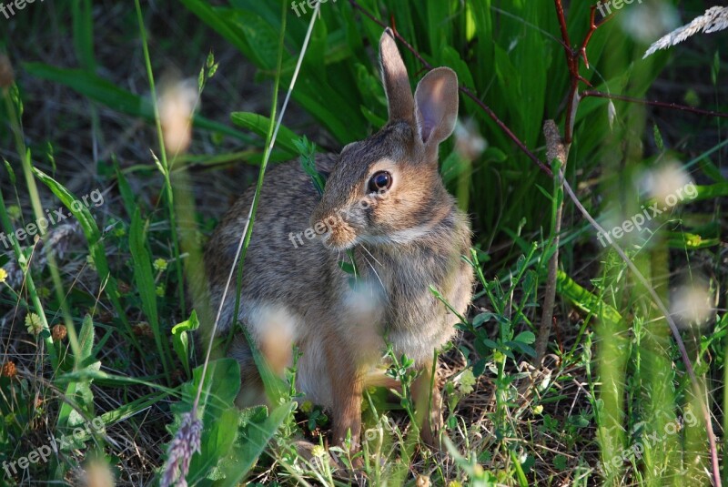 Rabbit Hare Bunny Spring Outdoors