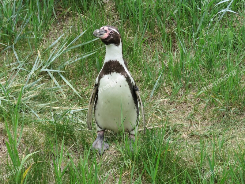 Humboldt Penguin Penguin Humboldt Zoo Bird