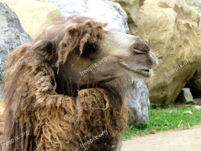 Camel Animal Zoo Camelus Summer