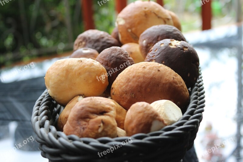 Porcini Mushrooms Mushroom Mushrooms Basket Autumn