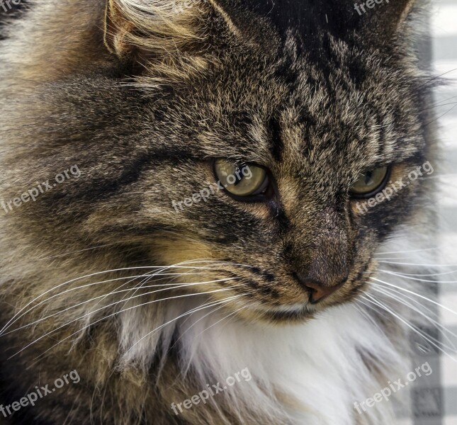 Norwegian Forest Cat Domestic Cat Cat Natural Breed Dreamy