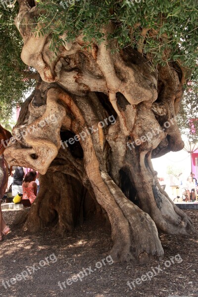 Olivier Olive Tree Tribe Plant Olea Europaea