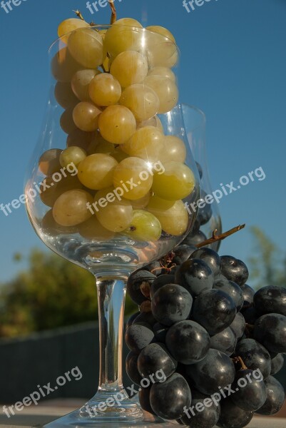 White Grape Black Grape Glass Harvest Wine