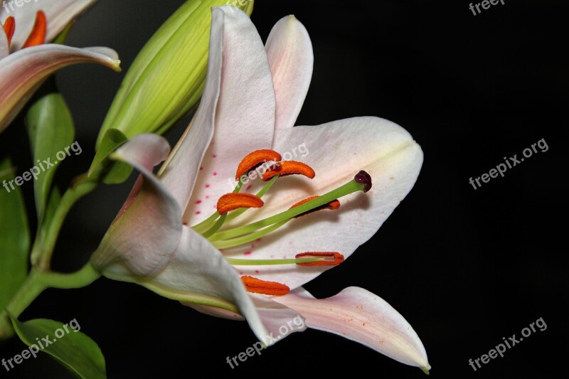 Lily Blossom Bloom Pistil White