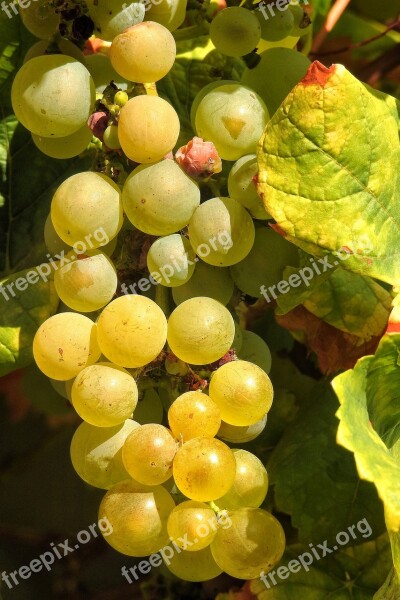 Grapes Green Vine Grapevine Fruit