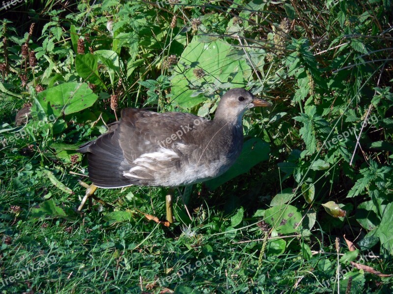 Moorhen Common Moorhen Gallinula Chloropus Ralle Young Bird