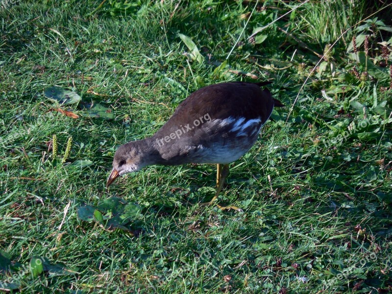 Moorhen Common Moorhen Gallinula Chloropus Ralle Young Bird