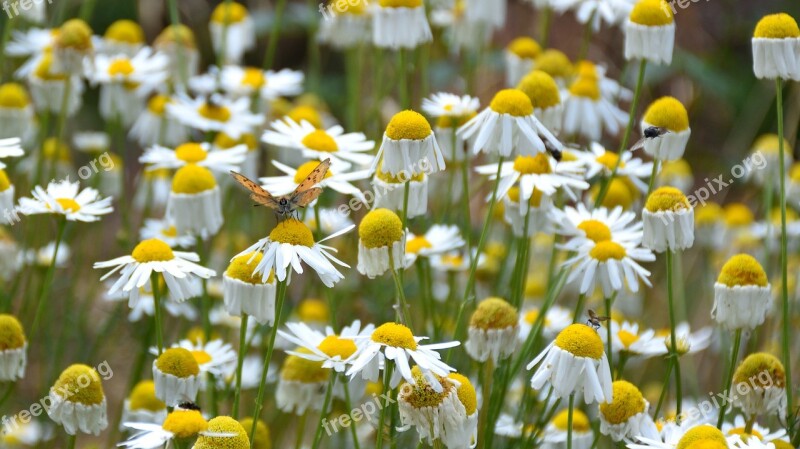 Flower Butterfly Daisies Insect Summer