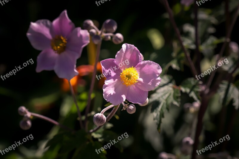 Anemone Pink Anemone Pink Fall Anemone Late Summer