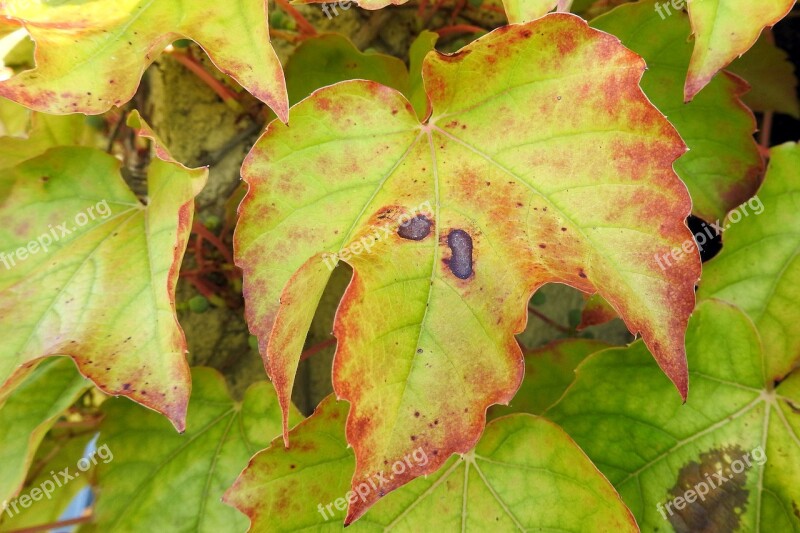 Vine Vine Leaves Leaves Fall Color Fall Foliage