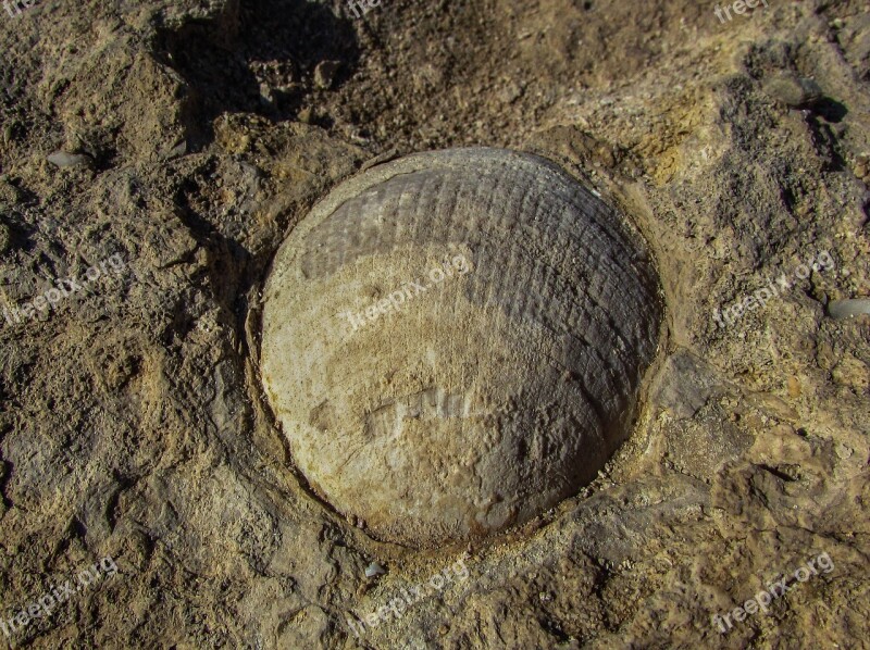 Fossil Shell Petrified Fossilization Geological