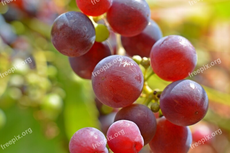 Grape Wine Winegrowing Grapes Wine Harvest