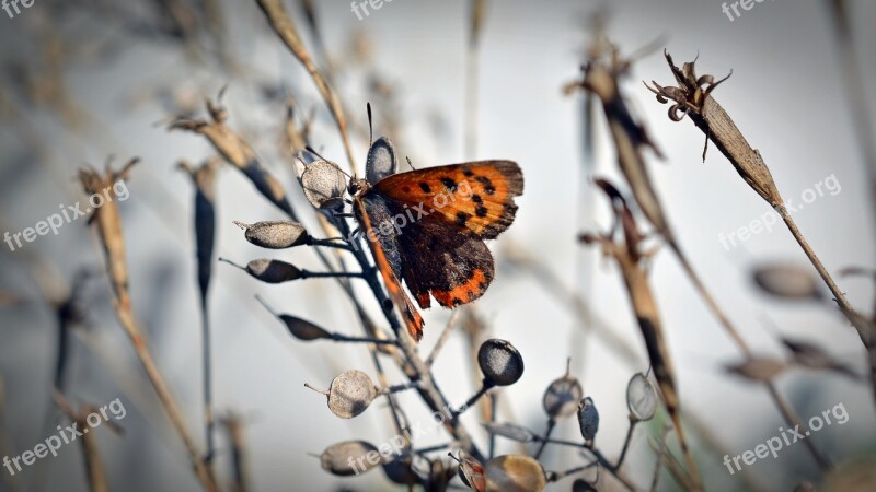 Butterfly Small Fire Falter Insect Summer Garden