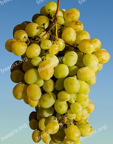 Grapes Fruit Winegrowing Wine Green