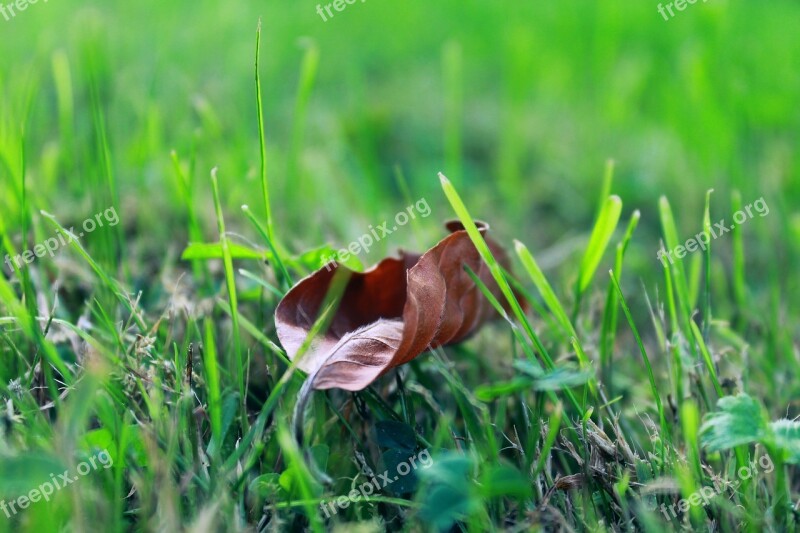 Leaf Meadow Autumn Beginning Autumn Nature