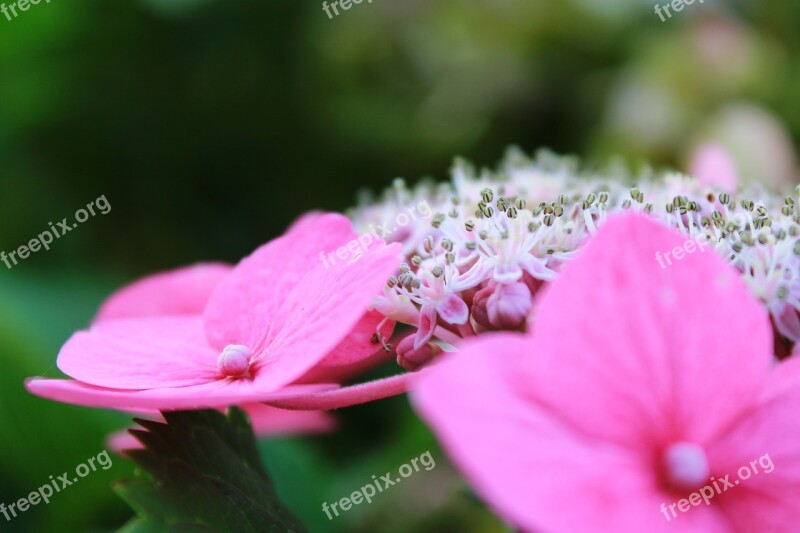 Hydrangea Flower Bush Garden Nature