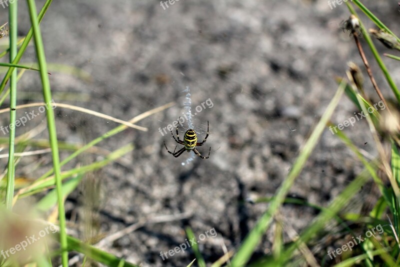 Spider Black Yellow Web Bvb Black