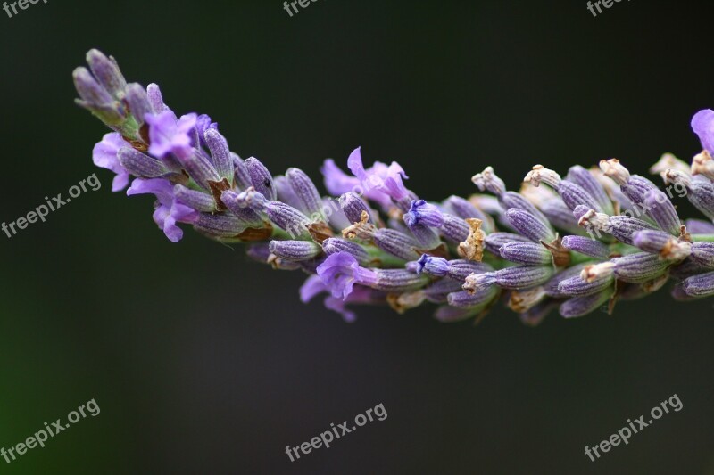 Lavender Flower Rod Nature Summer