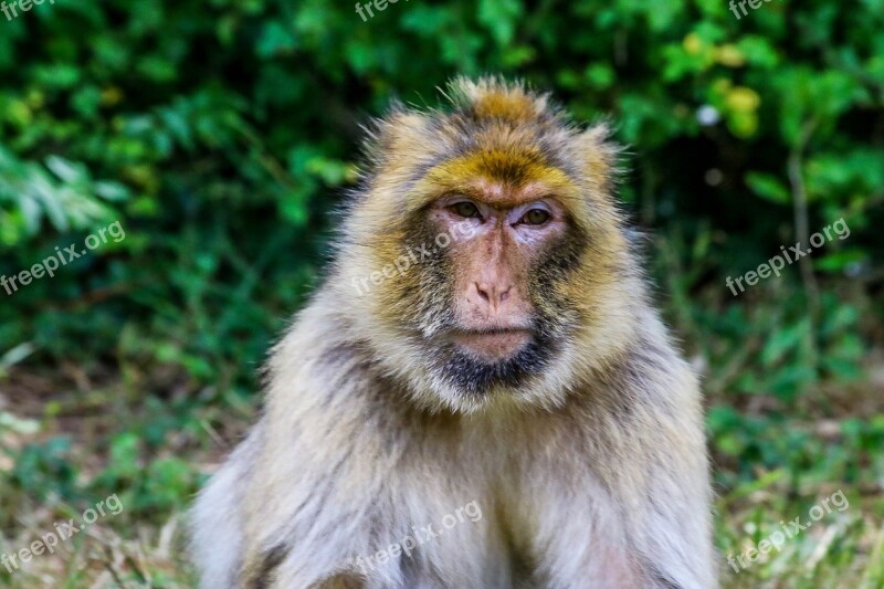 Monkey Primate Animal Wild Zoo