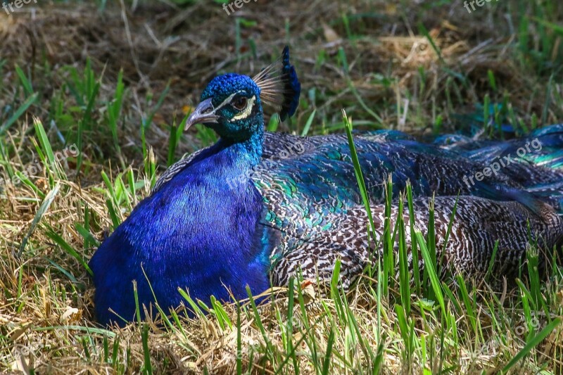 Peacock Bird Blue Majestic Animals