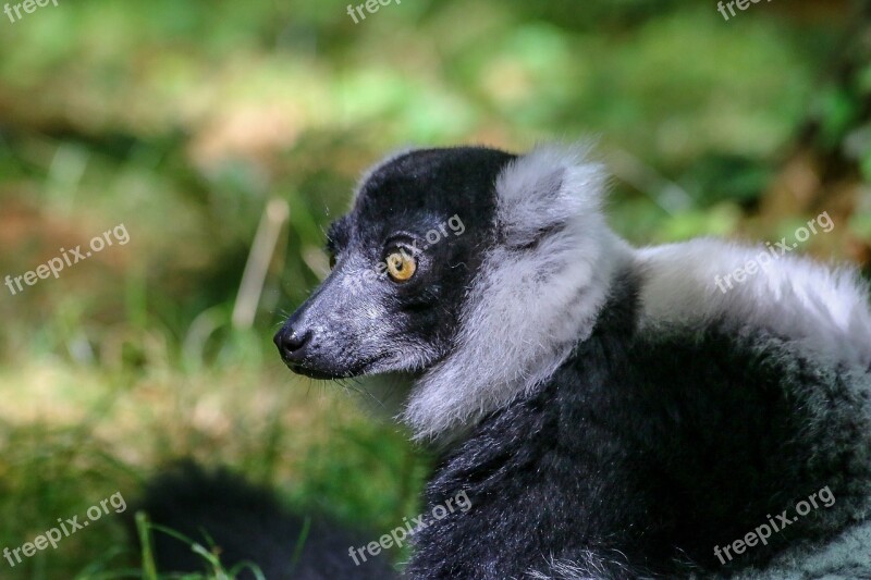 Lemur Animal Wild Zoo Maki