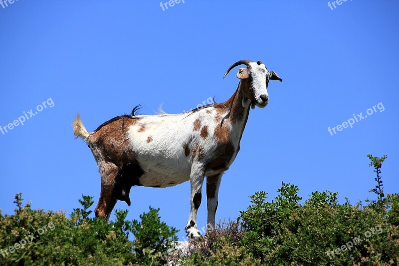 Goat Greece Curious Livestock Domestic Goat