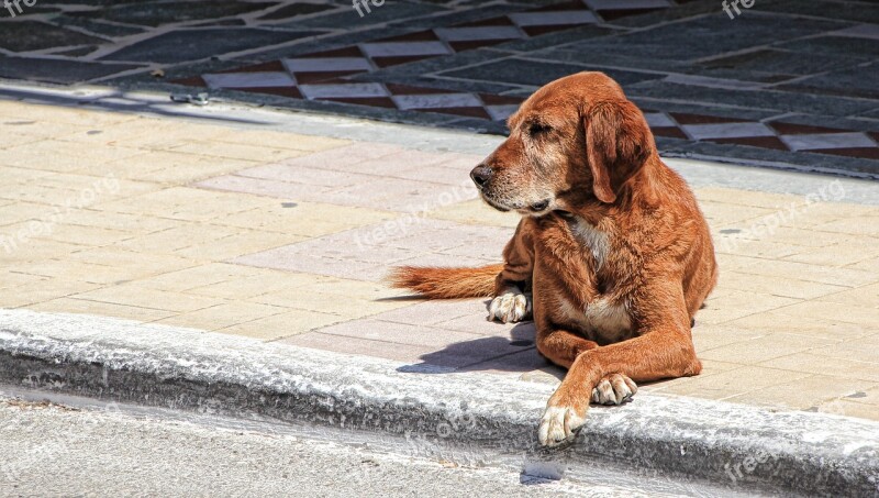 Dog Guard Dog Quiet Guards Lazing Around