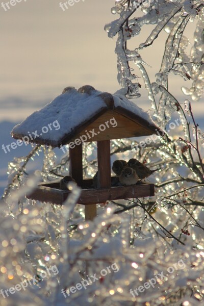 Winter Ice Snow Feeder Free Photos