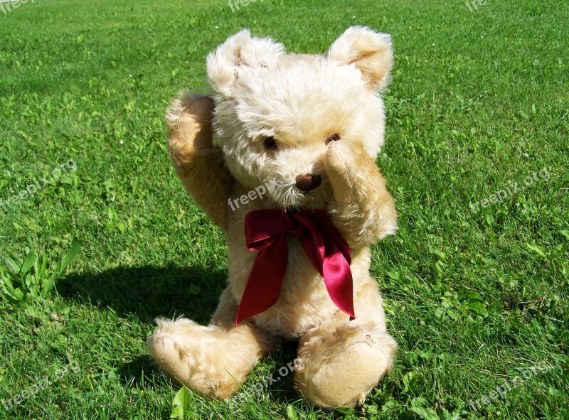 Teddy Bear Child's Play Colored Buns Furry Teddy Bear Free Photos