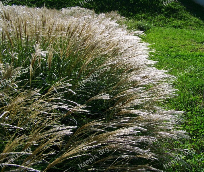 Flowering Ornamental Grass Silvery Wind Swaying Free Photos