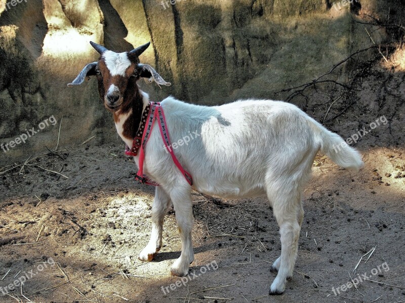 Goat Small Mini Home Animal