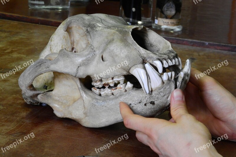 Bear Ursus Skull Bones Teeth