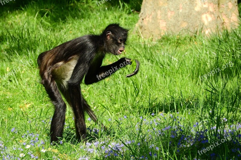 Geoffroy's Spider Monkey Ateles Geoffroyi Primates Monkey The Prague Zoo