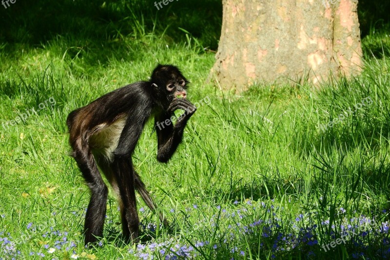 Geoffroy's Spider Monkey Ateles Geoffroyi Primates Monkey The Prague Zoo