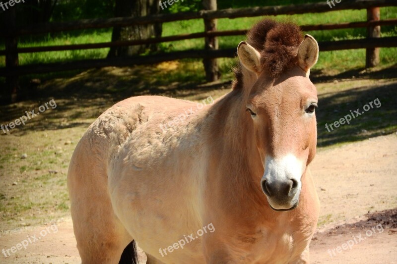 Przewalski's Horse Mare Equus Przewalskii The Prague Zoo Free Photos