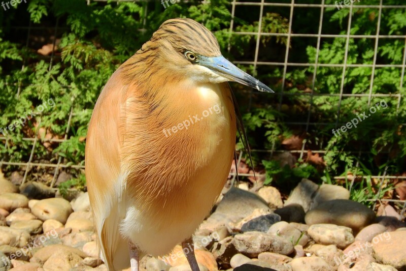 Ardeola Ralloides Heron The Prague Zoo Free Photos