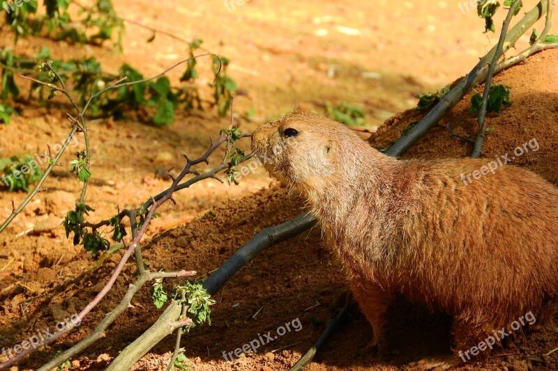 Cynomys Ludovicianus Cynomys Prairie Dogs Rodent Zoo