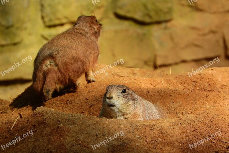 Cynomys Ludovicianus Cynomys Prairie Dogs Rodent Zoo