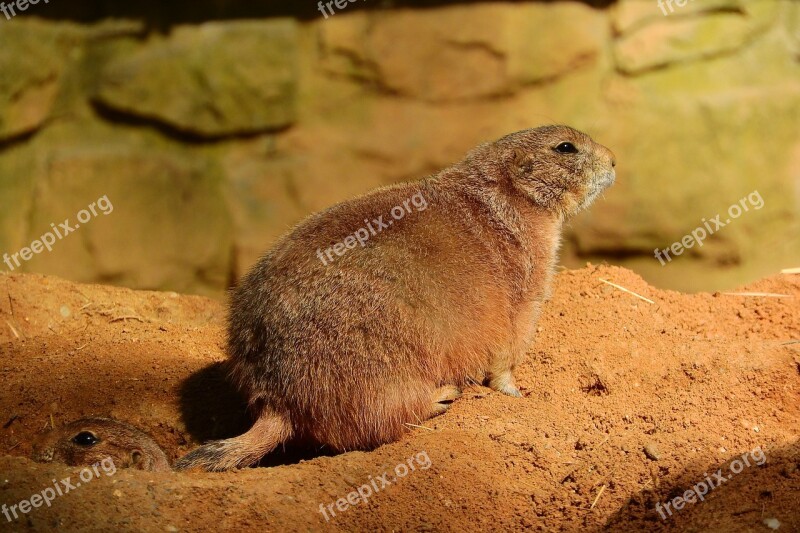 Cynomys Ludovicianus Cynomys Prairie Dogs Rodent Zoo