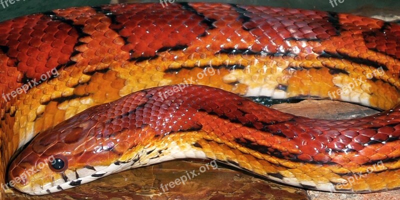 Snakes Corn Okeetee Red Orange