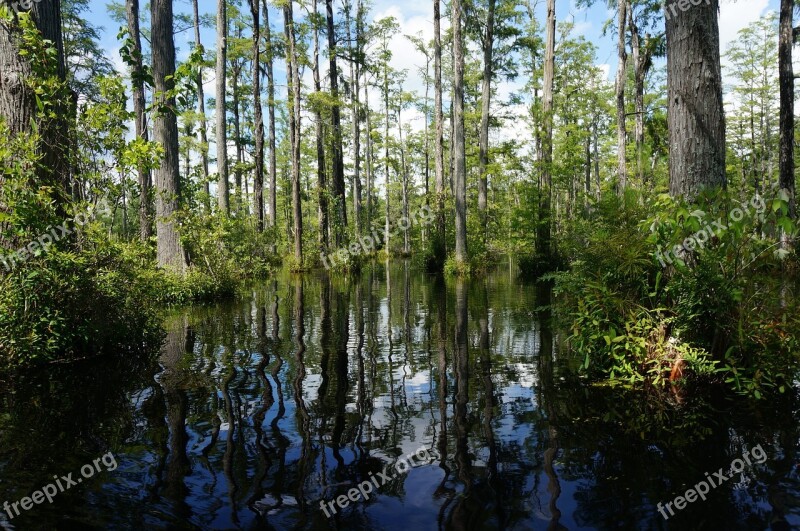 Swamp Trees Lily Pads Wildlife