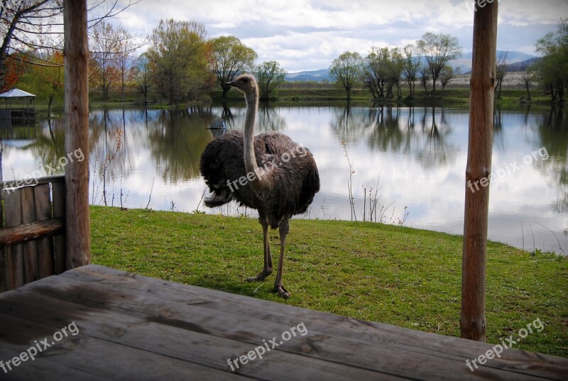 Ostrich Relaxation Outdoor Lake Peaceful